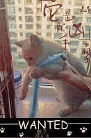 猫咪误食海苔